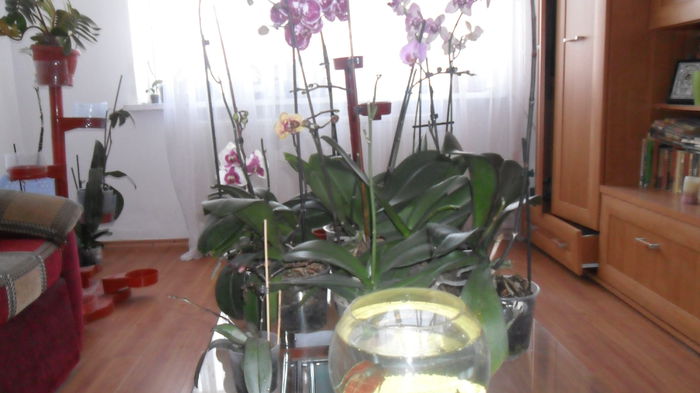 SAM_2572 - phalaenopsis