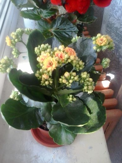 KALANCHOE - 56 FLORI 2015