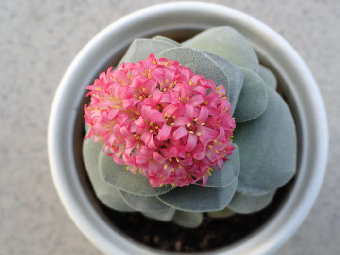 Crassula ‘Morgan’s Beauty’; C. falcata x C. mesembryanthemopsis
