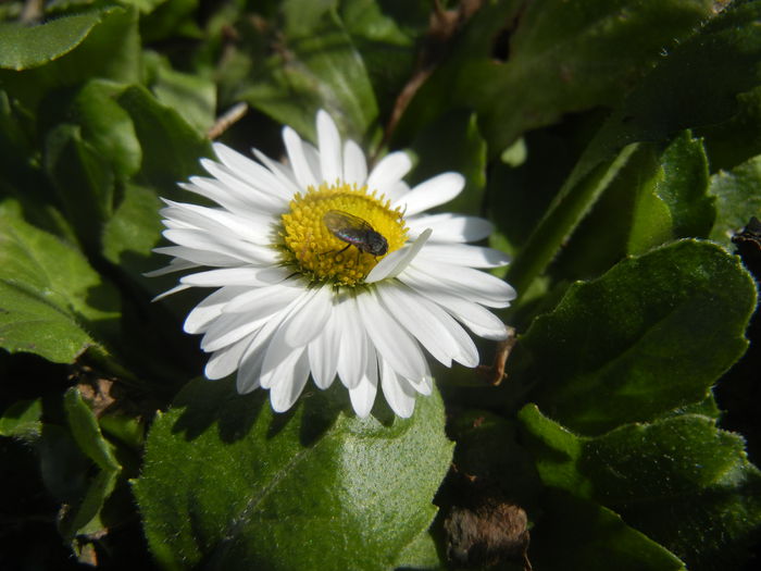 Bellis perennis (2015, March 09)