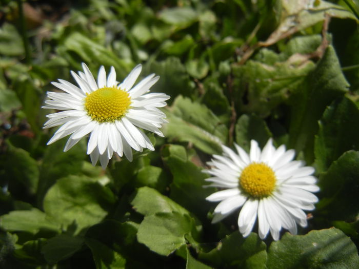 Bellis perennis (2015, March 16)