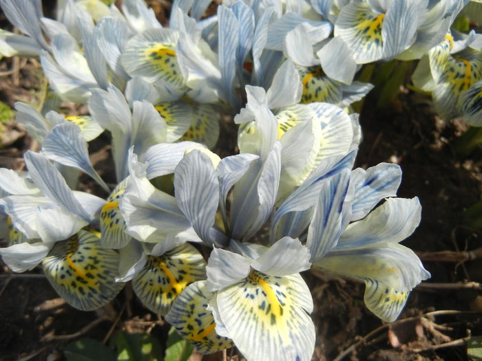 Iris Katharine Hodgkin (2015, March 16) - Iris reticulata Katharine Hodgkin