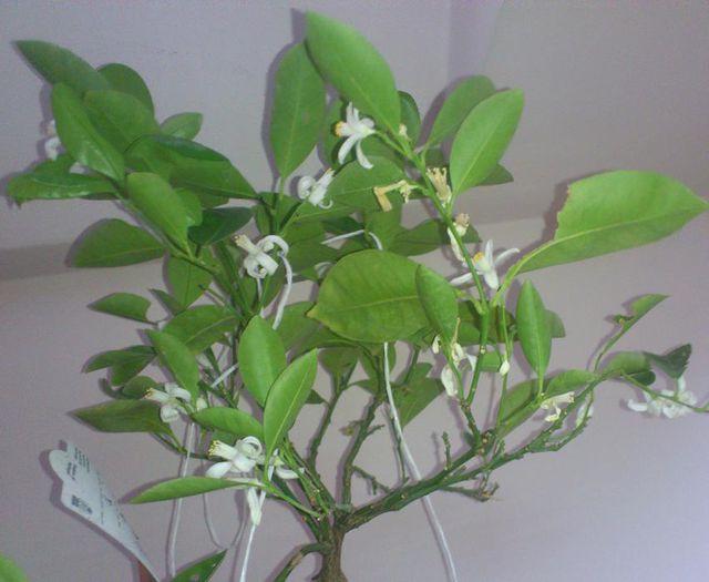 un calamondin 23mar2015