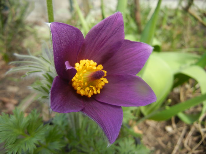 Pasque Flower_Pulsatilla (2015, Mar.16)