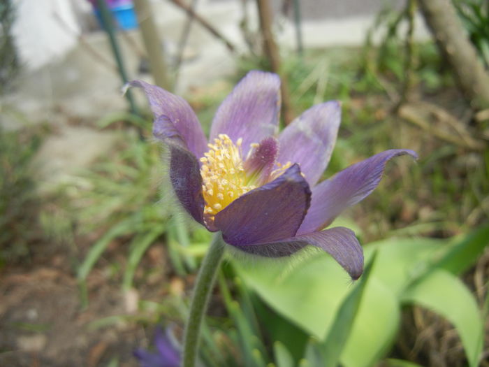 Pasque Flower_Pulsatilla (2015, Mar.16)