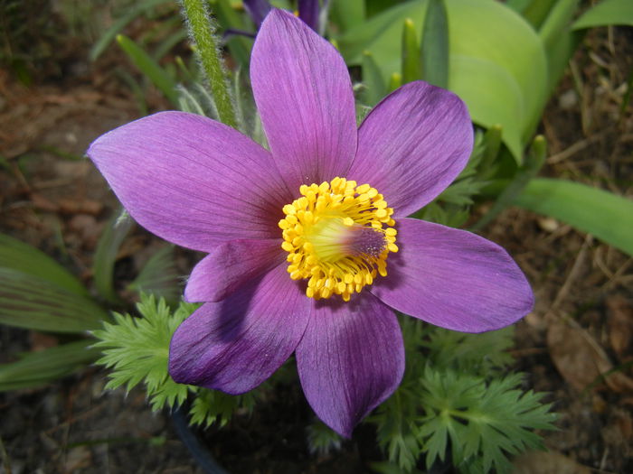 Pasque Flower_Pulsatilla (2015, Mar.17)