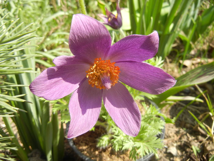 Pasque Flower_Pulsatilla (2015, Mar.24)