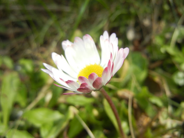 Bellis perennis (2015, March 18)