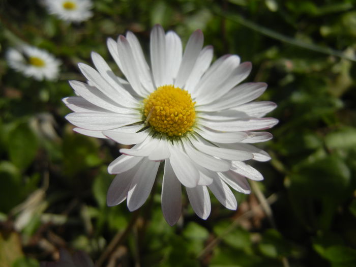 Bellis perennis (2015, March 22)