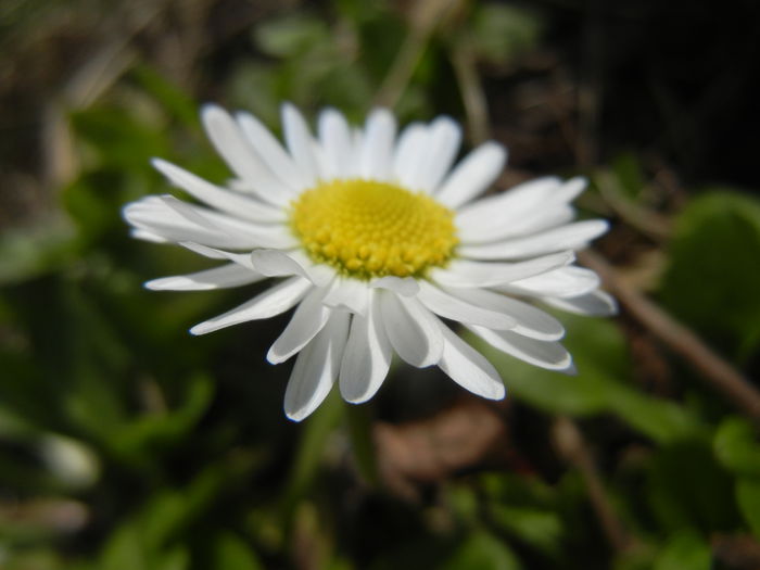 Bellis perennis (2015, March 22)