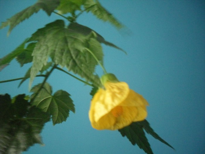 Abutilon