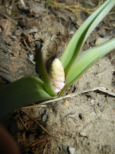 Muscari Pink Sunrise (2015, March 22)