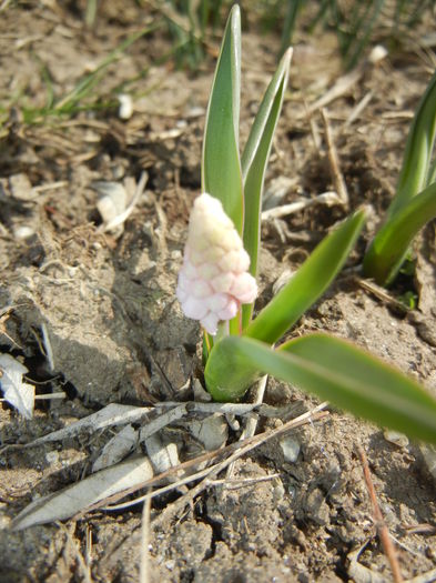 Muscari Pink Sunrise (2015, March 25)