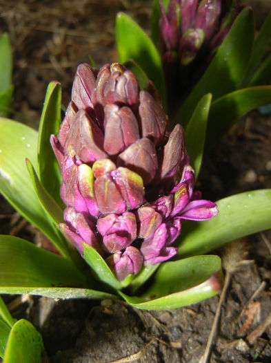 Hyacinth Purple Sensation (2015, Mar.27)