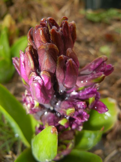 Hyacinth Purple Sensation (2015, Mar.29)