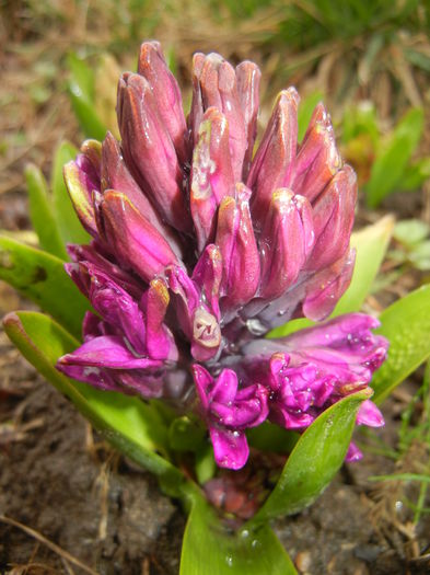Hyacinth Purple Sensation (2015, Mar.29)