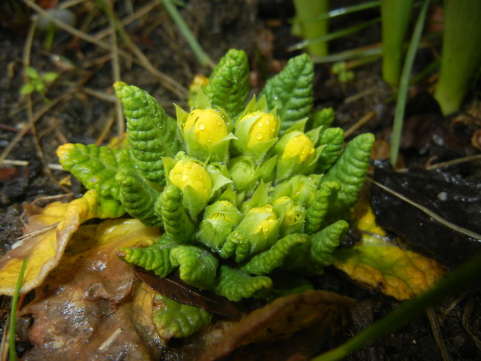Yellow Primula (2015, March 29) - PRIMULA Acaulis