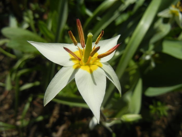 Tulipa Turkestanica (2014, March 30)