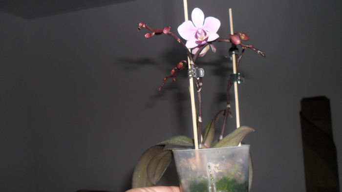 SAM_2579 - phalaenopsis