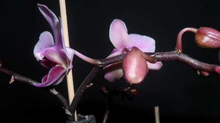 SAM_2580 - phalaenopsis