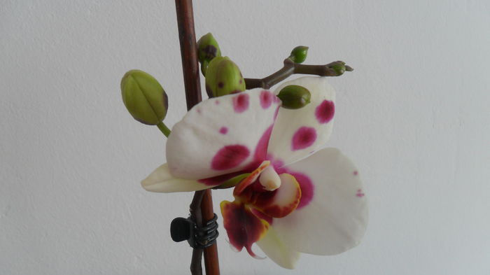 SAM_2581 - phalaenopsis