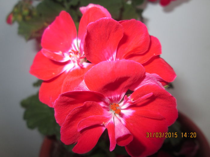 IMG_1228 - Florile mele martie 2015