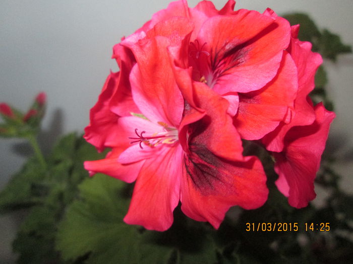 IMG_1241 - Florile mele martie 2015