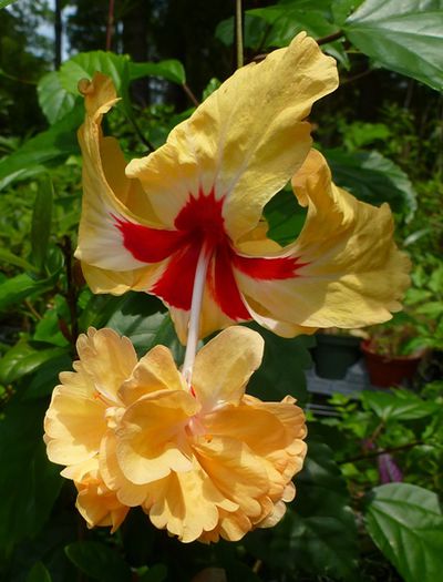 Hibiscus rosa-sinensis 'Yellow El Capitolio' - Evolutie plante