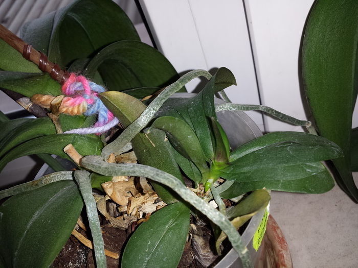 136 Pui Orhidee - Orhidee - 2015