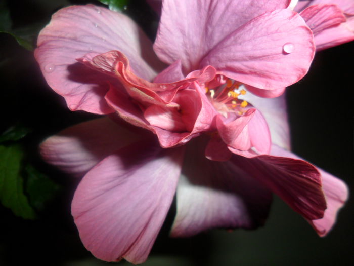linda pearl -1 .04 - hibiscusi2015-1