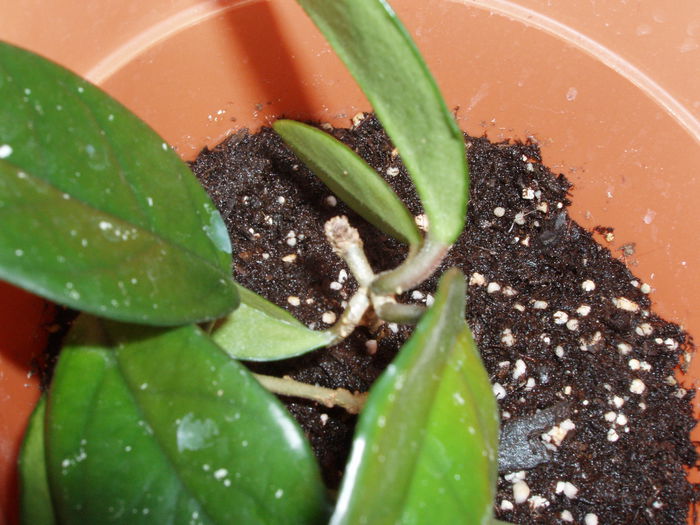 hoya carnosa