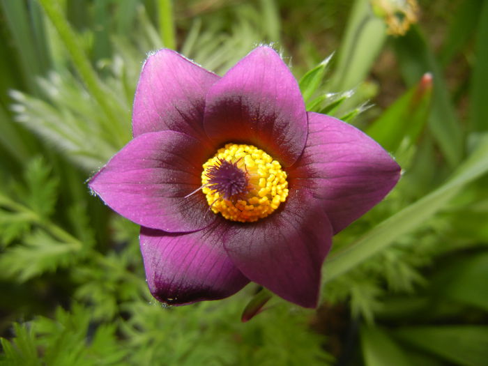 Pasque Flower_Pulsatilla (2015, Apr.01)