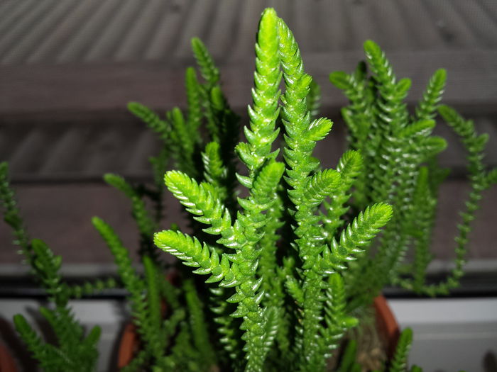 155 Crassula muscosa - Suculente - 2015