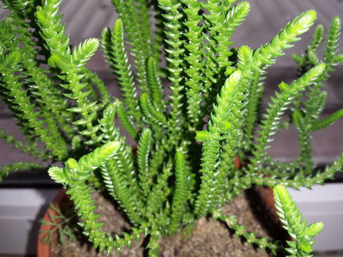 158 Crassula muscosa - Suculente - 2015