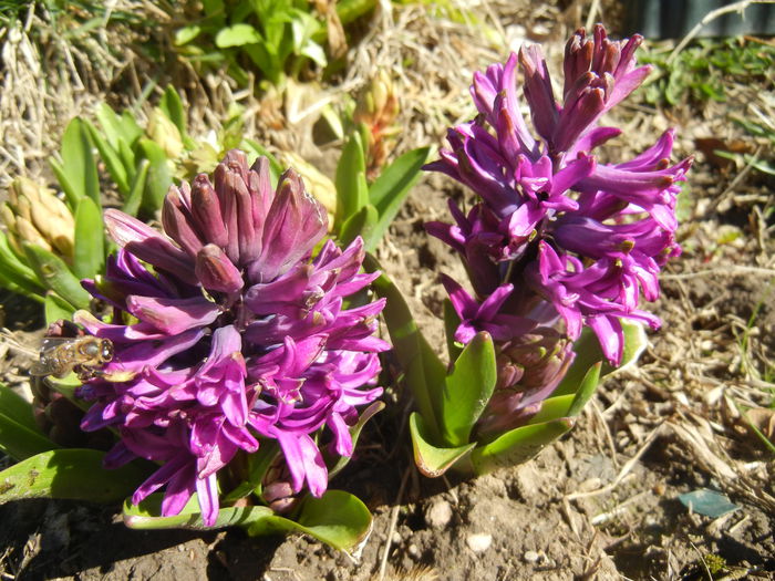 Hyacinth Purple Sensation (2015, Mar.31)