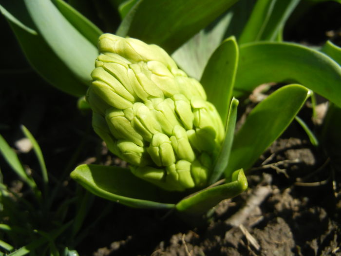 Hyacinth Yellow Queen (2015, March 31)