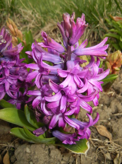 Hyacinth Purple Sensation (2015, Apr.01)