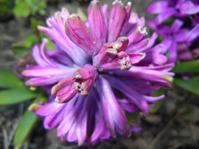 Hyacinth Purple Sensation (2015, Apr.01)