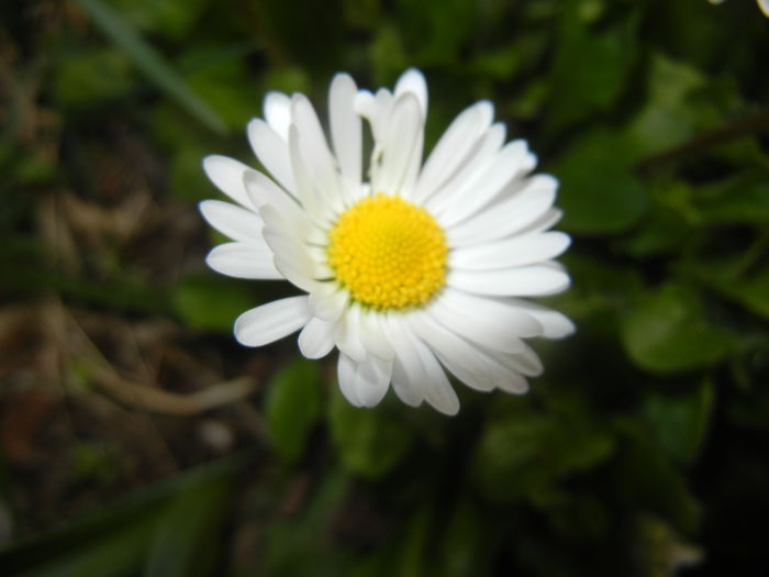 Bellis perennis (2015, April 01)