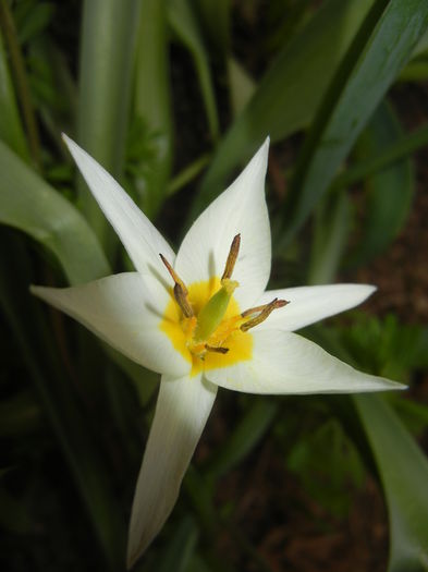 Tulipa Turkestanica (2015, April 01)