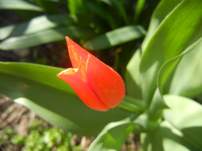 Tulipa Praestans Fusilier (2015, April 03)