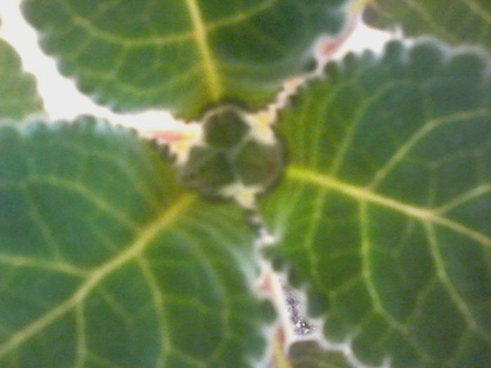 20150404_114217 - gloxinia 2014-2015-2016