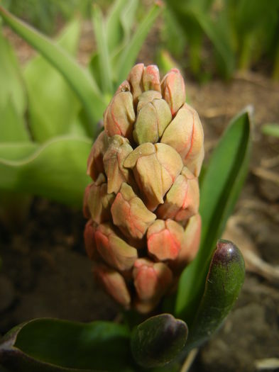 Hyacinth Amsterdam (2015, April 01)