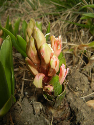 Hyacinth Lady Derby (2015, April 01)