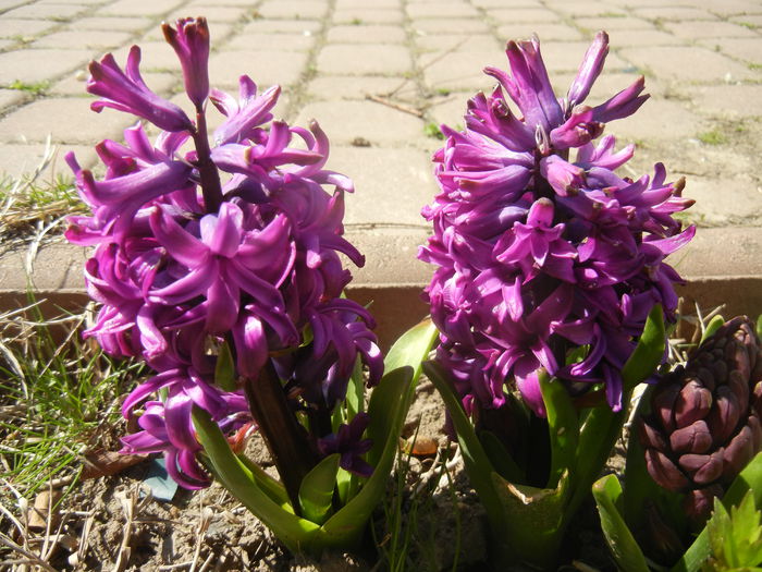 Hyacinth Purple Sensation (2015, Apr.03)
