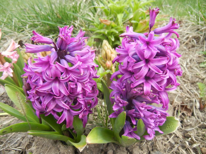Hyacinth Purple Sensation (2015, Apr.04)