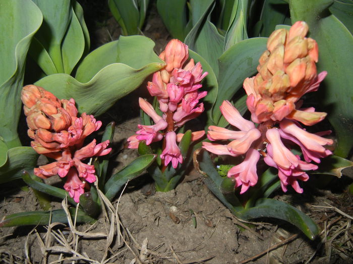 Hyacinth Amsterdam (2015, April 04)