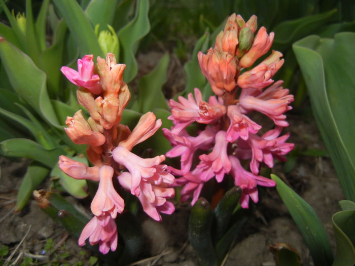 Hyacinth Amsterdam (2015, April 05)