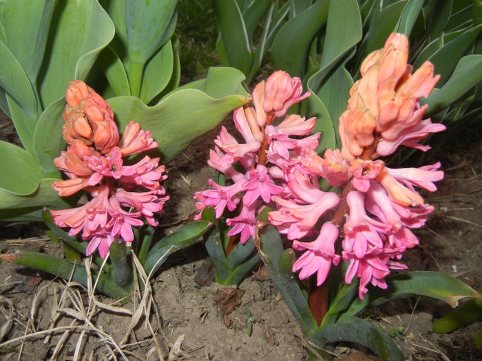 Hyacinth Amsterdam (2015, April 05)