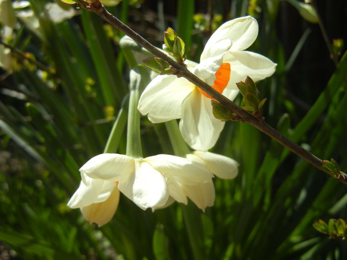 Narcissus Geranium (2015, April 05) - Narcissus Geranium